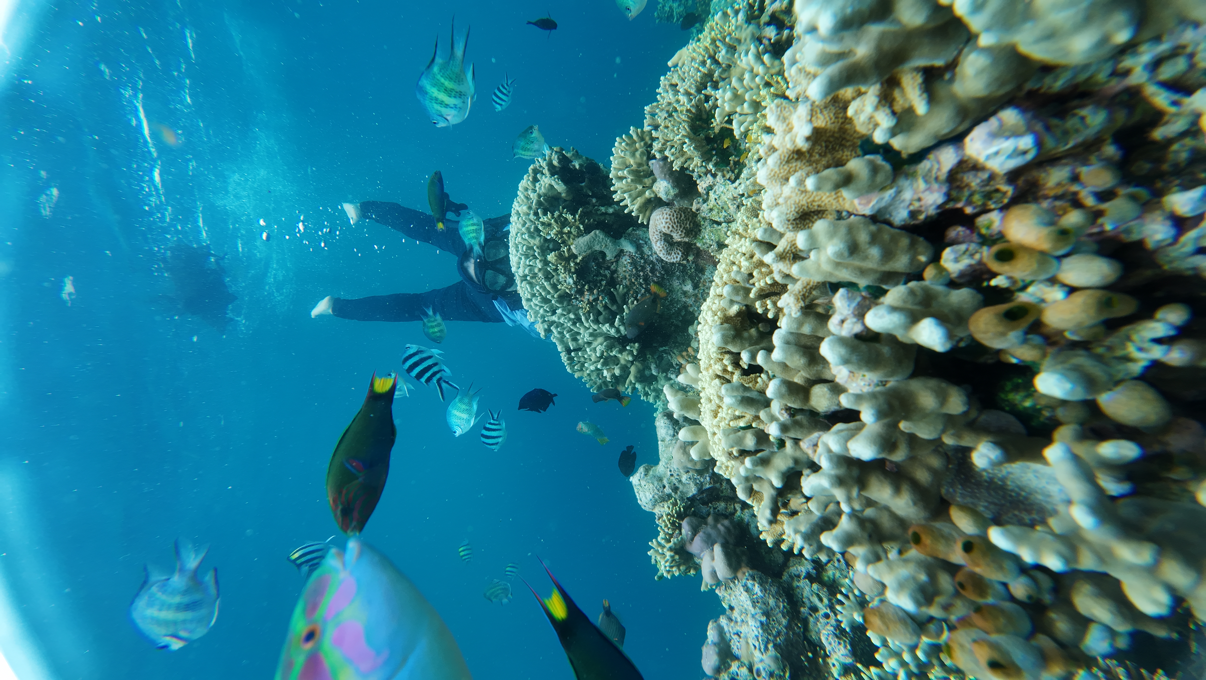 Weekly Trip 2D1N Menjangan, Baluran & Ijen